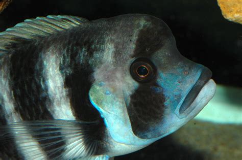 六間魚種類|觀賞魚主題館